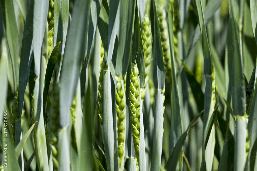 Obraz premium Agriculture. cereals. Spring