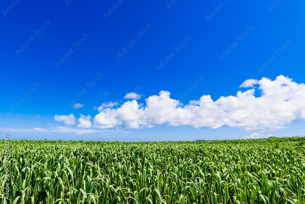 Sugar cane fields, blue sky, landscape. Okinawa, Japan, Asia.