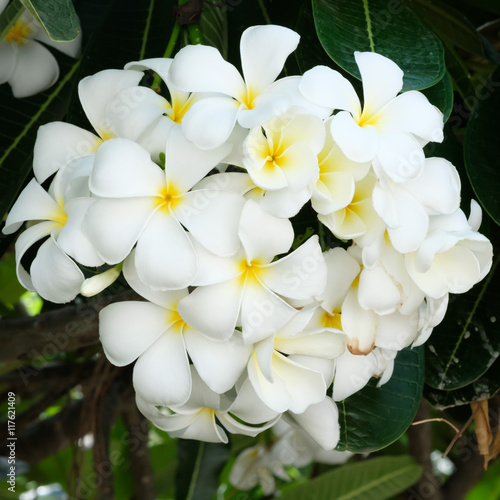 white and yellow frangipani flowers with leaves in background