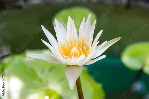 white waterlily or lotus flower blooming on pond