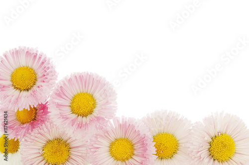 Fototapeta Naklejka Na Ścianę i Meble -  pink daisy flowers on a white background