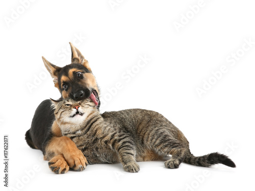 Cute dog and cat, isolated on white © Africa Studio