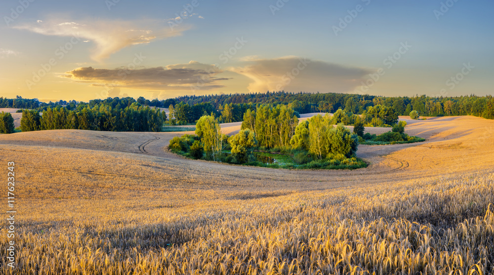 Fototapeta premium Lato na polach uprawnych ,zboże gotowe do żniw
