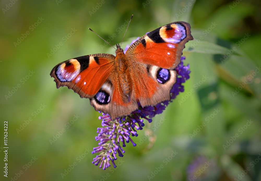 Obraz premium Pawi motyl