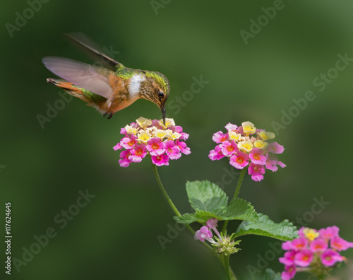 Slika na platnu Female Scintillant hummingbird (Selasphorus scintilla) feeding on lantana flowers in Boquete, Panama