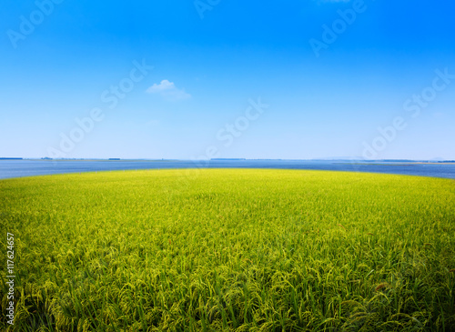 Rice field on lagoon