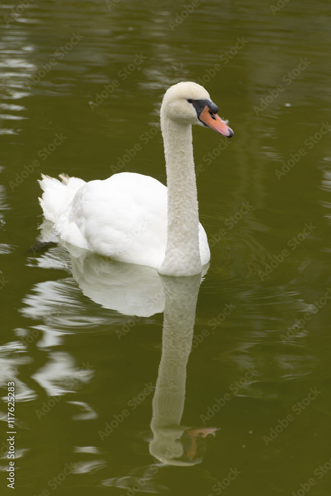 Swan Swan