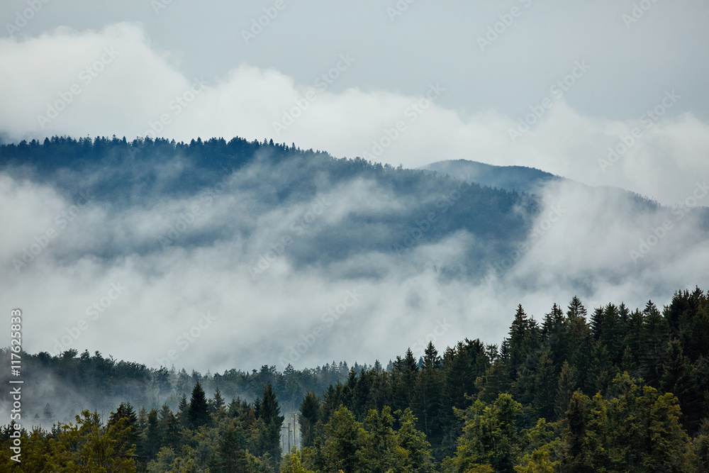 Forested mountain slope in low lying cloud with the evergreen conifers shrouded in mist in a scenic landscape view Forested mountain slope in low lying cloud with the evergreen conifers shrouded in mist in a scenic landscape view