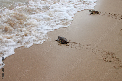 young sea turtles are crawling to the ocean