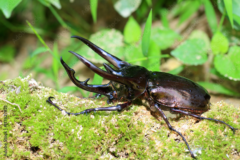 Caucasus beetle (Chalcosoma chiron) in Indonesia Caucasus beetle (Chalcosoma chiron) in Indonesia