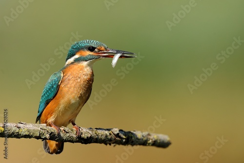 Kingfisher photographed in its natural environment. (Alcedo atthis) © Montipaiton