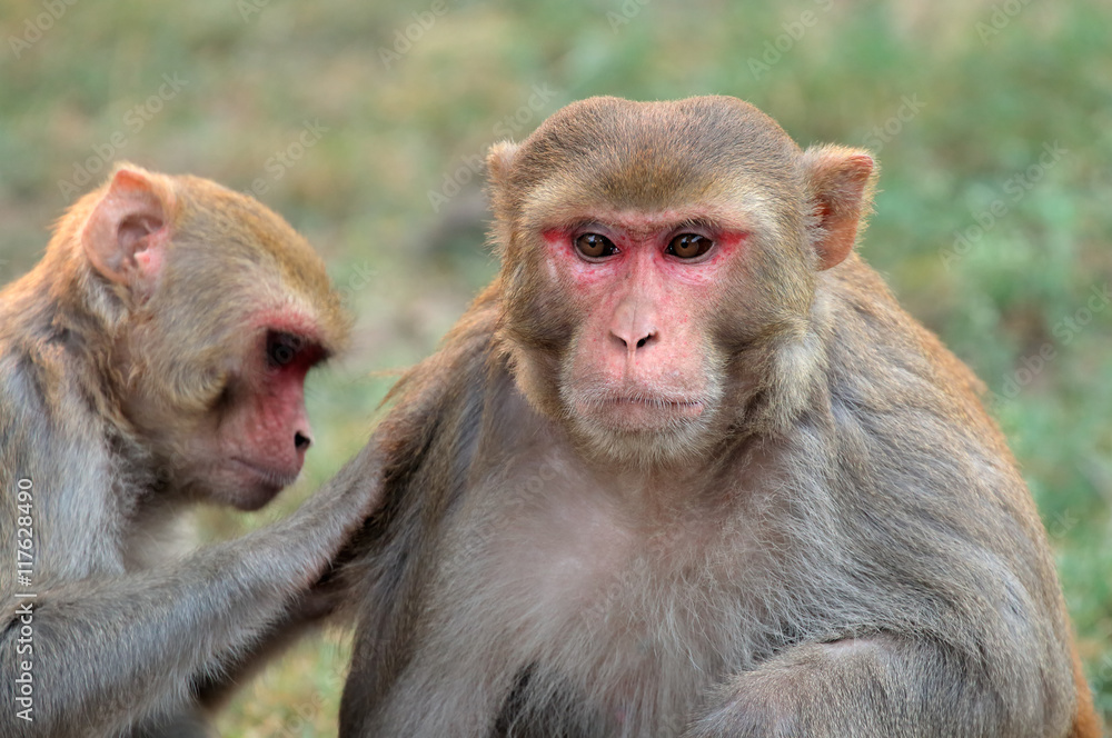 Portrait of rhesus macaque monkeys (Macaca), India. Portrait of rhesus macaque monkeys (Macaca), India.