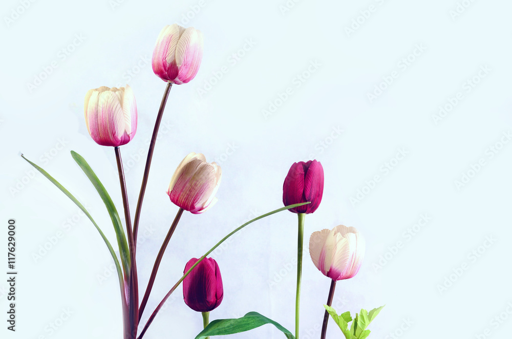 Fototapeta premium tulips flower