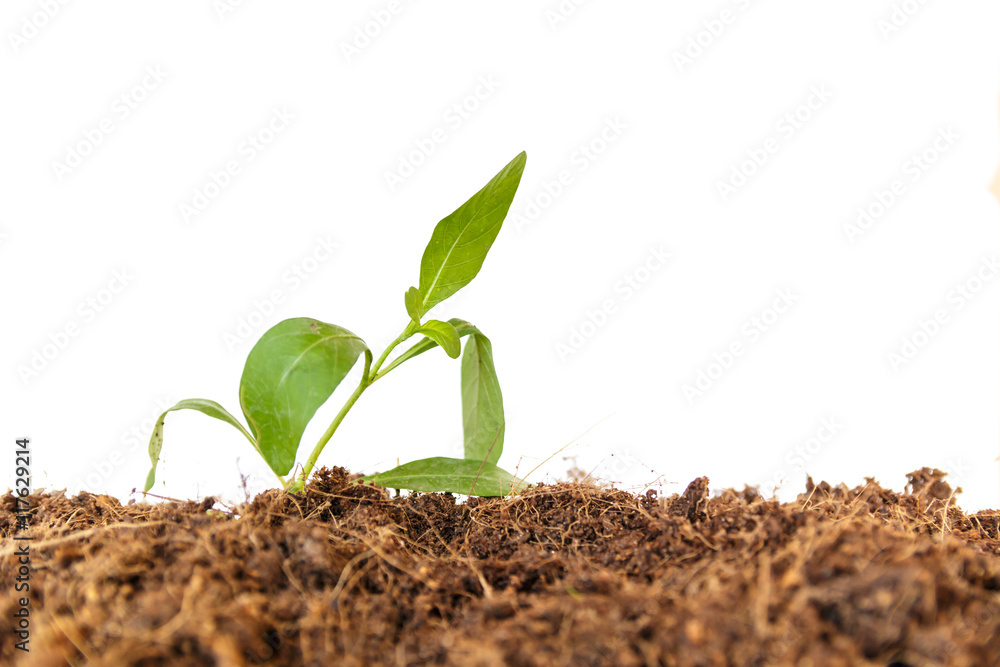 new life : young sapling on soil new life : young sapling on soil