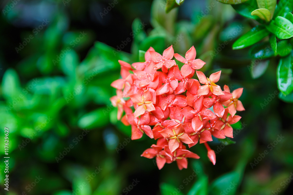 ixora flower on plant in garden, rubiaceae flower