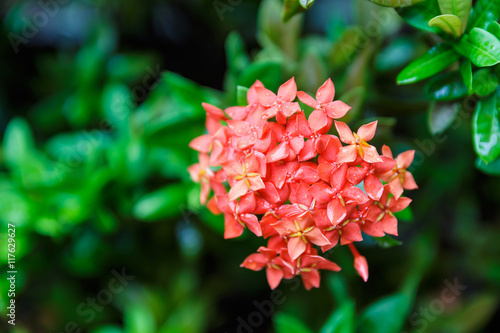 ixora flower on plant in garden  rubiaceae flower