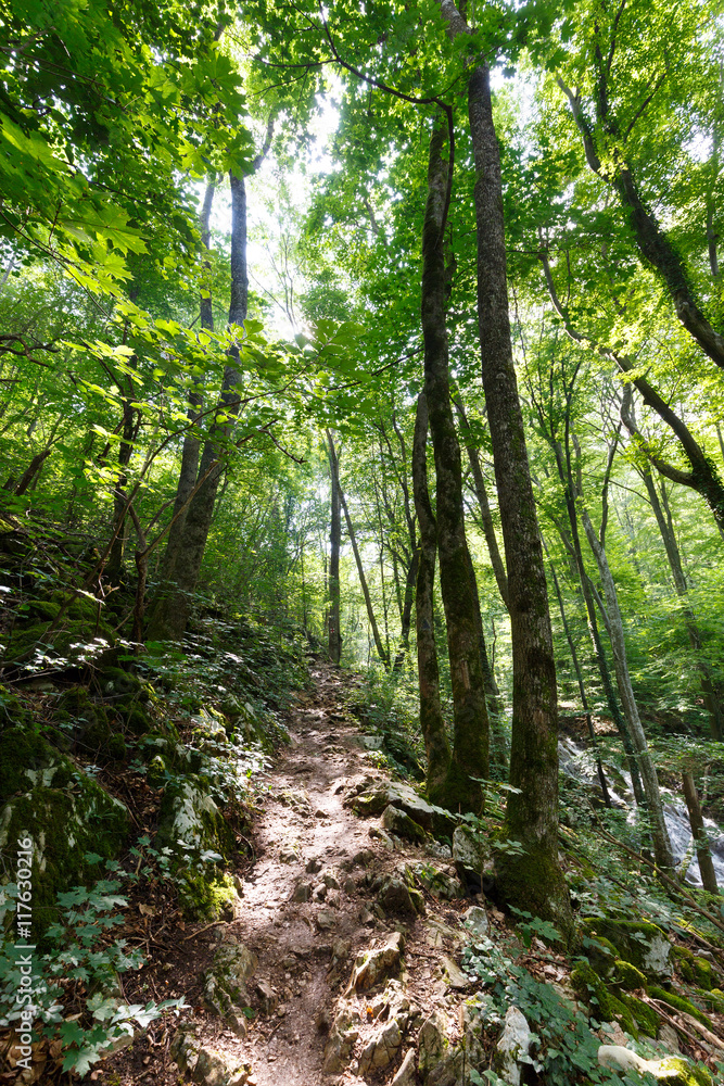 Deciduous forest in the summer