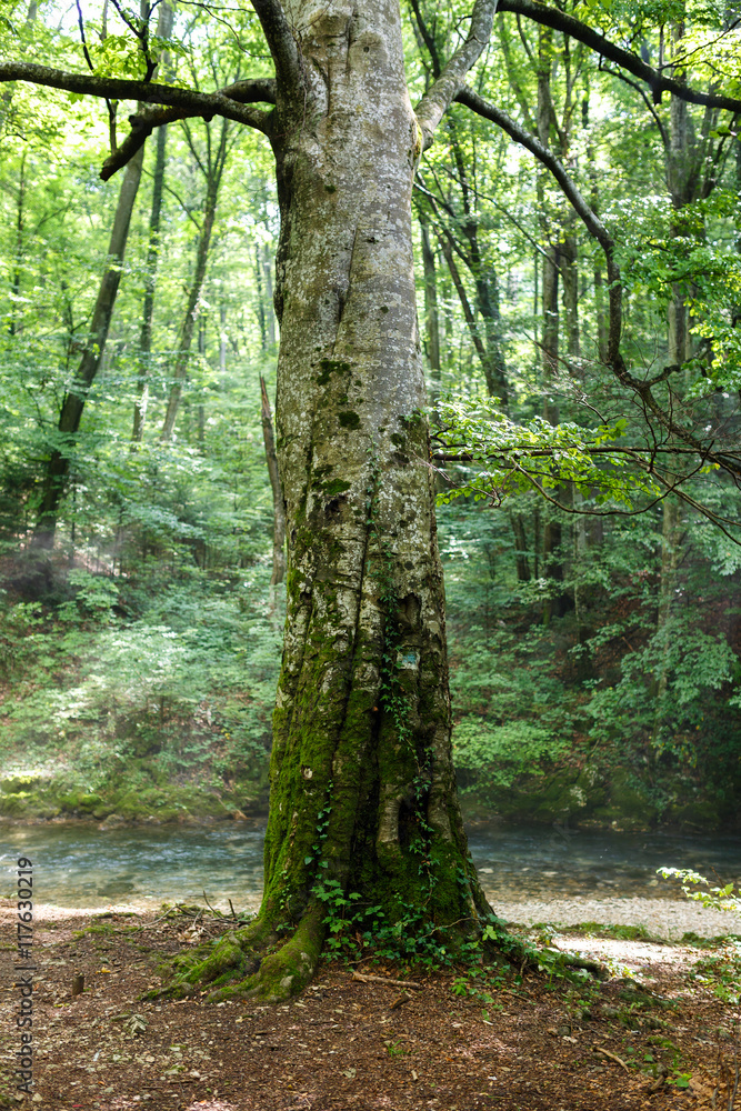 Naklejka premium Large beech tree by the river