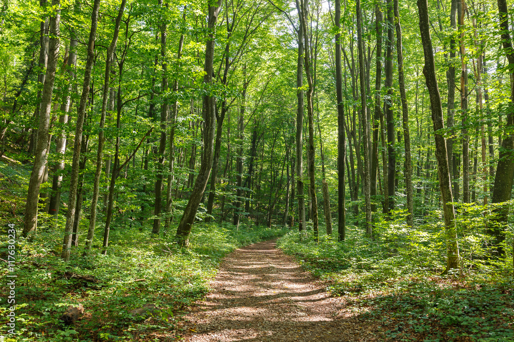 Deciduous forest in the summer Deciduous forest in the summer
