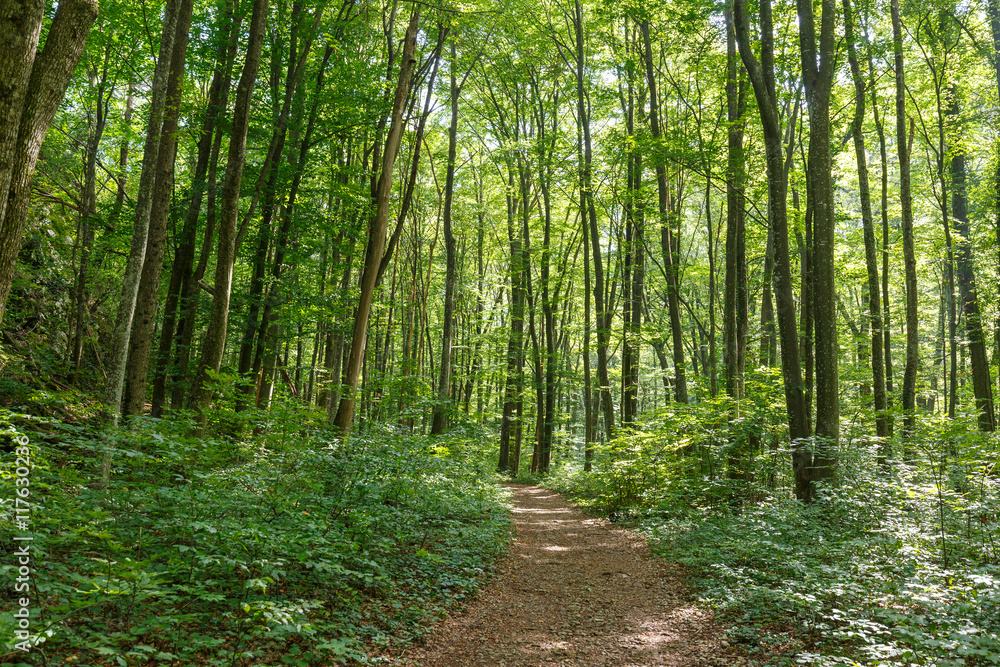 Deciduous forest in the summer