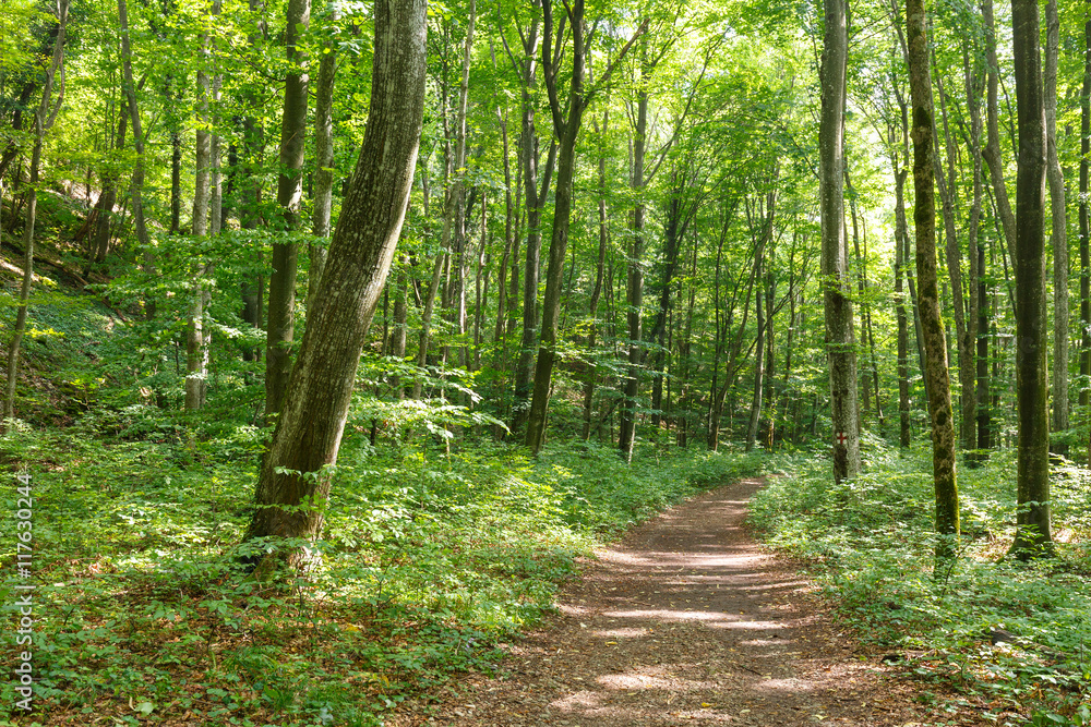 Obraz premium Deciduous forest in the summer