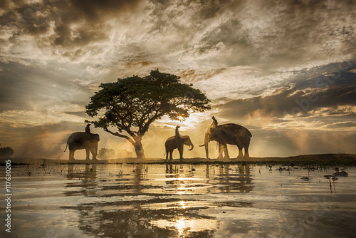 The shadow of a tree , elephant rice fields .