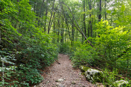 Deciduous forest in the summer