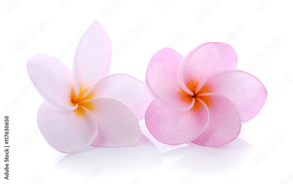 pink Tropical flowers frangipani (plumeria) isolated on white ba