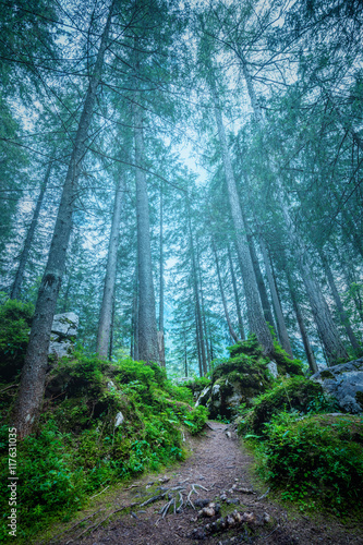 Dark misty forest landscape - big trees, path, roots and stones