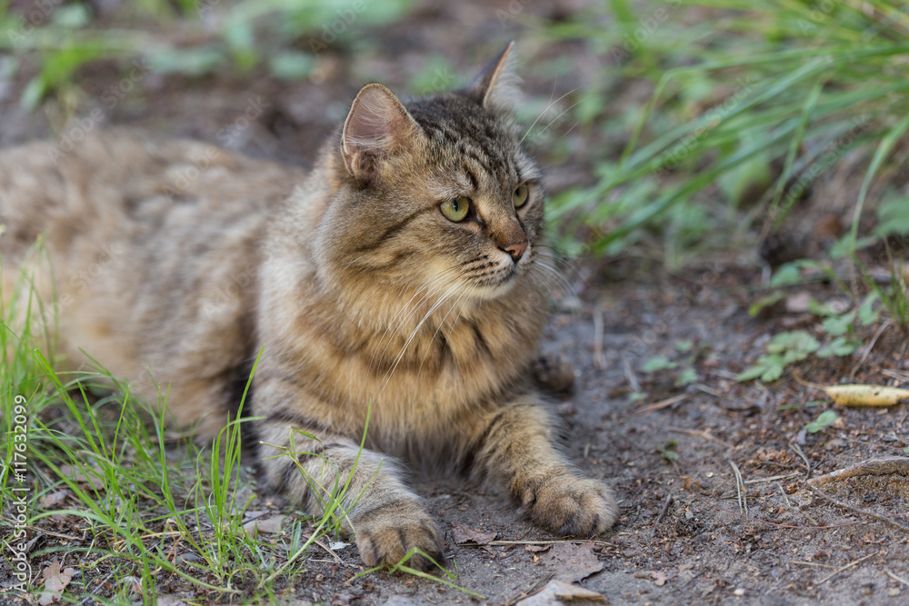 Fototapeta premium Katze im Freien