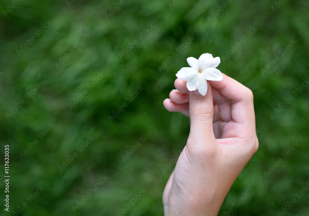 Asian girl hand holding white jasmine flower, This flower is symbol of  Thailand Mother's Day. copy space. Stock Photo | Adobe Stock