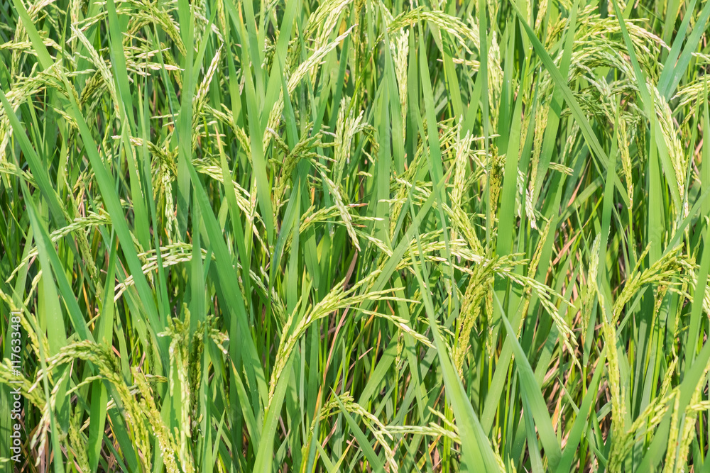 Paddy rice in field.