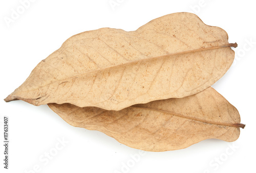dry leaves isolated