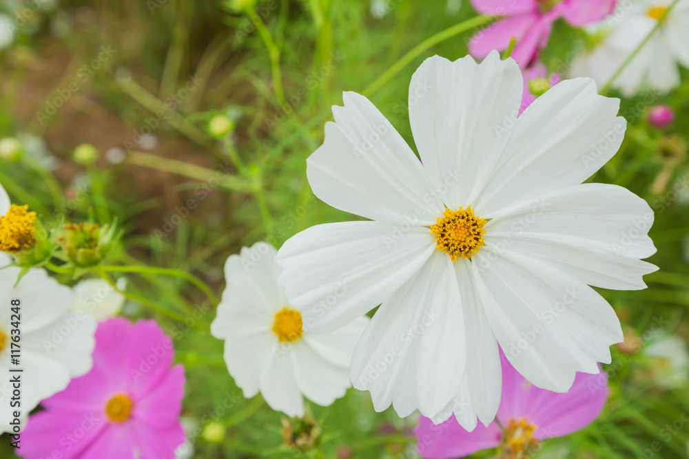 Fototapeta premium Cosmos flowers summer.