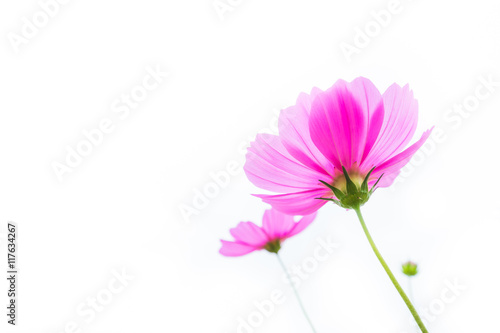 Cosmos flowers summer.