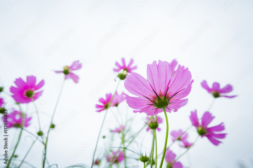 Cosmos flowers summer. Cosmos flowers summer.