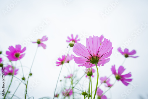 Cosmos flowers summer.