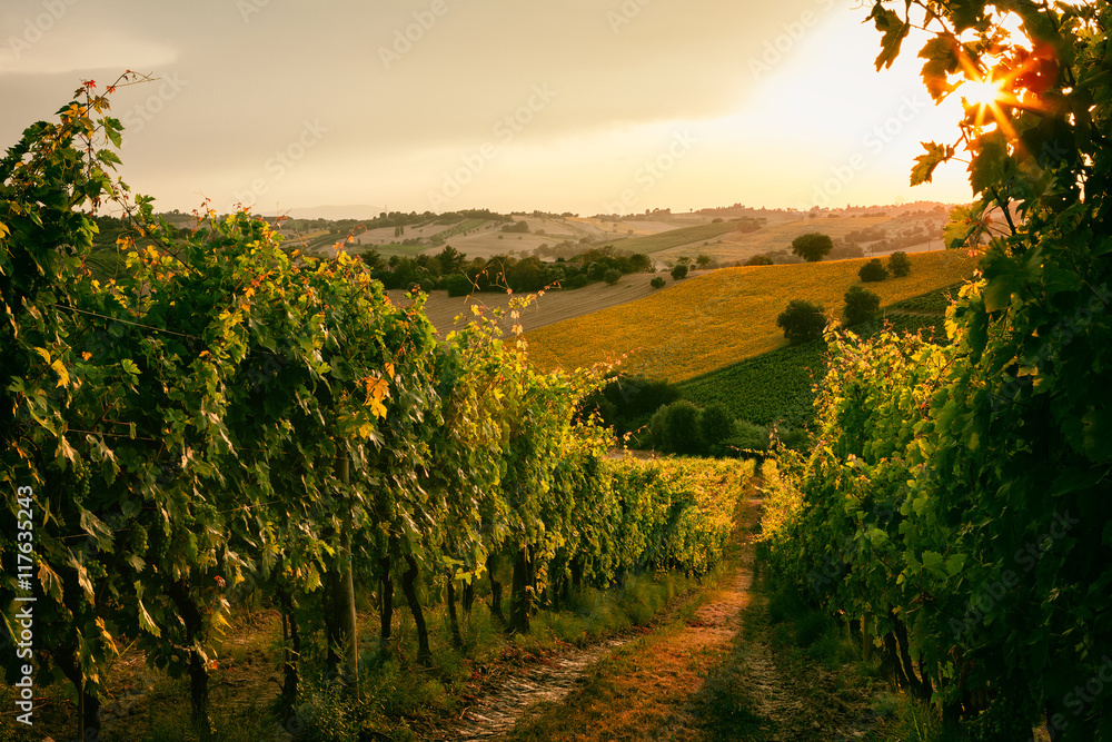 Vineyard fields in Marche, Italy