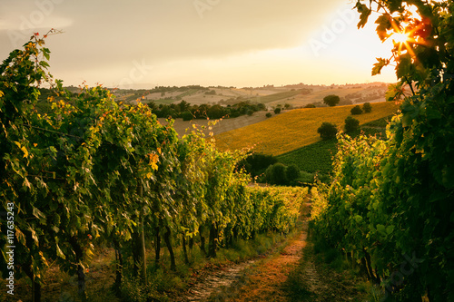 Vineyard fields in Marche, Italy photo