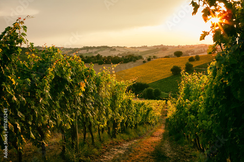 Vineyard fields in Marche, Italy