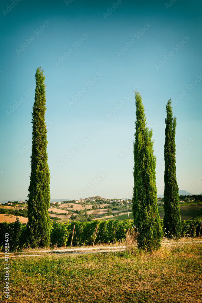 Vineyard fields near Morro d’Alba in Marche, Italy