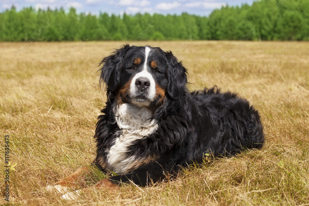 Bernese Mountain Dog Bernese Mountain Dog