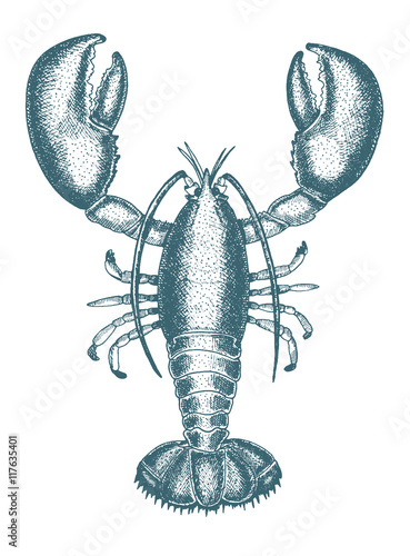 Vector illustration of a lobster. Drawn in ink hand drawing. Engraved style illustration