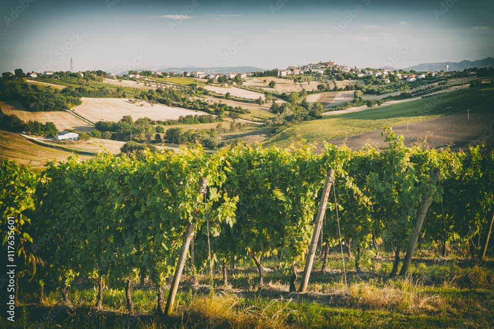 Vineyard fields in front of Morro d’Alba in Marche, Italy