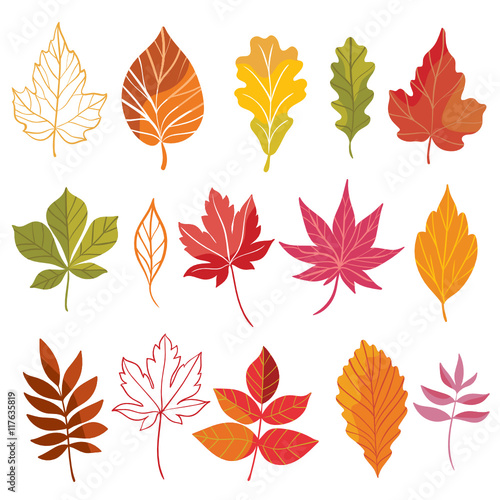 set of vector autumn leaves