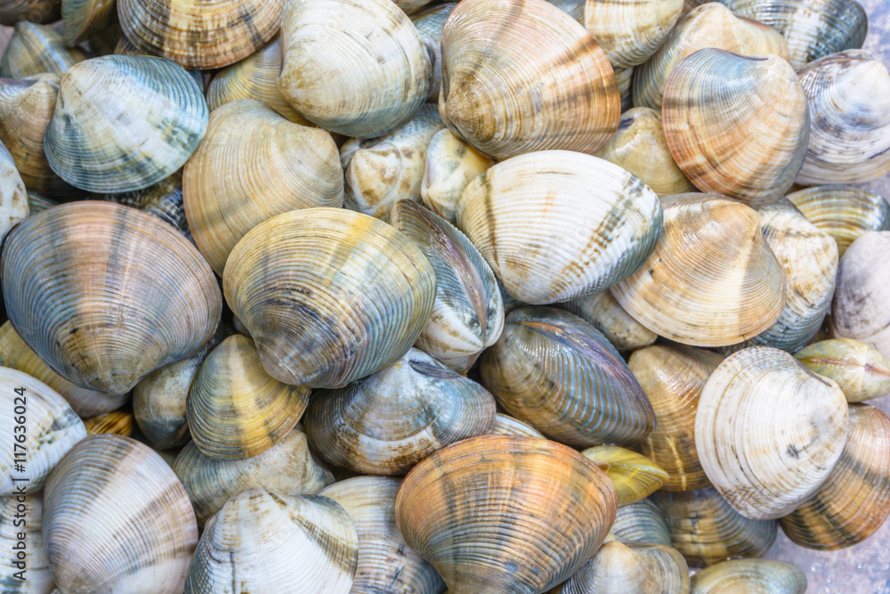 Shellfish for cook a seafood
