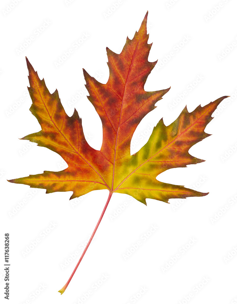 Naklejka premium Maple leaf