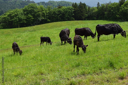 牛の放牧 ／ 山形県鶴岡市羽黒町川代にある月山高原牧場で、牛の放牧風景を撮影した写真です。この牧場は、約100haの緑のジュウタンが広がり、雄大な高原の中で牛や羊を眺められます。牛を放牧すると足腰が丈夫になる、広々とした牧場で運動することにより健全な牛になる、管理の手間が省ける、エサ代の削減など良いこと尽くしです。高原からの眺めは最高で、ひそかな観光ポイントになっています。