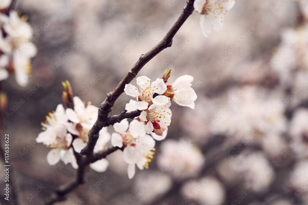 Spring blooming tree