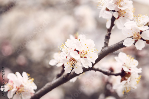 Blossom tree